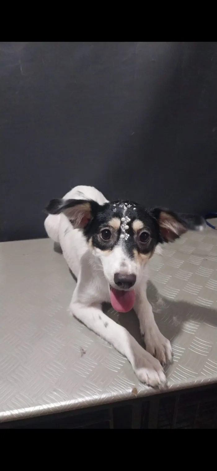 Cachorro raça SRD-ViraLata idade 2 a 6 meses nome Nala 