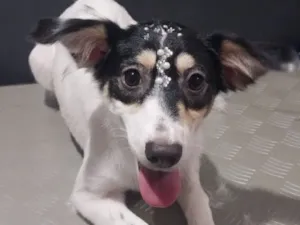 Cachorro raça SRD-ViraLata idade 2 a 6 meses nome Nala 