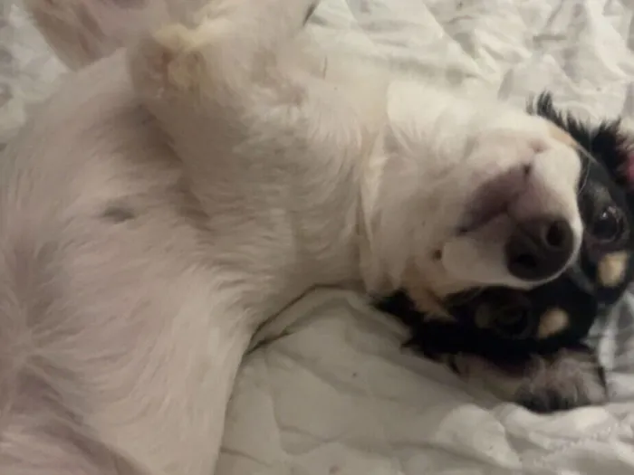 Cachorro raça SRD-ViraLata idade 2 a 6 meses nome Nala 