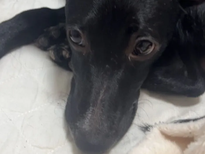 Cachorro raça SRD-ViraLata idade 2 a 6 meses nome Leopoldo 