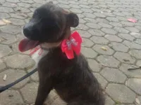 Cachorro raça SRD-ViraLata idade 2 anos nome Estrela