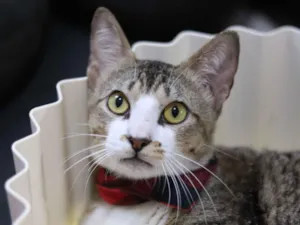 Gato raça SRD-ViraLata idade 7 a 11 meses nome Podrick