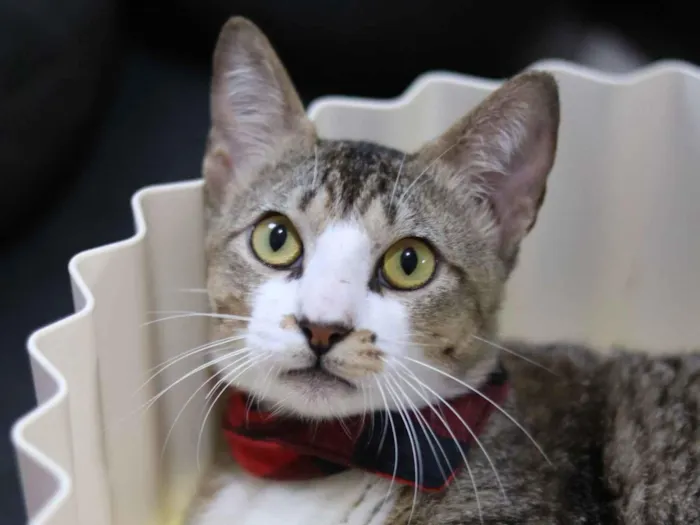 Gato raça SRD-ViraLata idade 7 a 11 meses nome Podrick