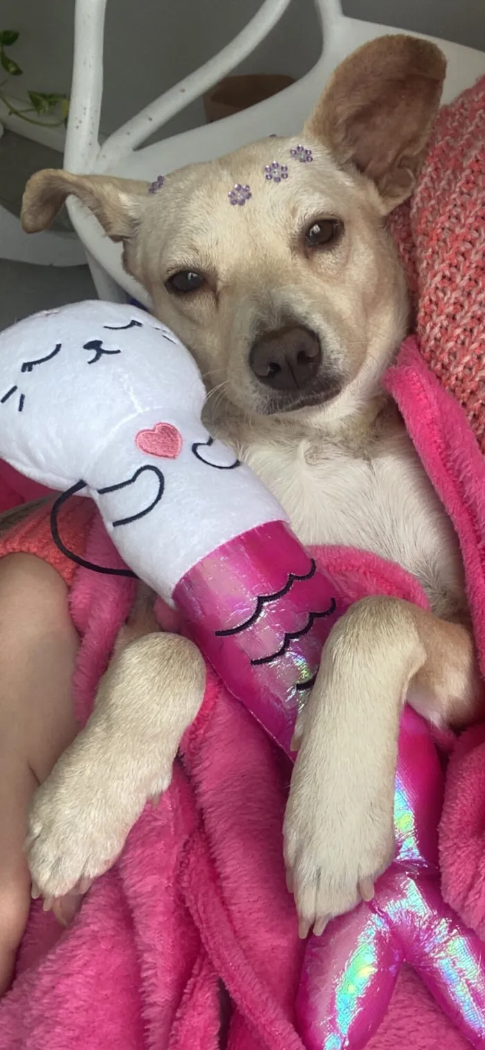 Cachorro raça SRD-ViraLata idade 2 anos nome Lindinha 