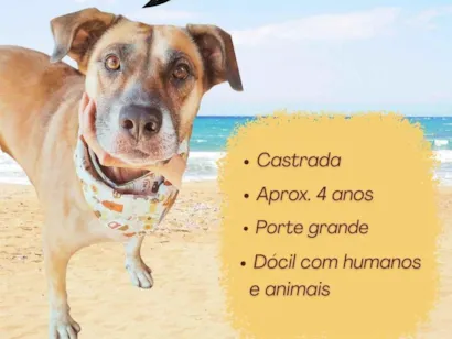 Cachorro raça SRD-ViraLata idade 4 anos nome Ravena 