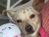 Cachorro raça SRD-ViraLata idade 2 anos nome Lindinha 