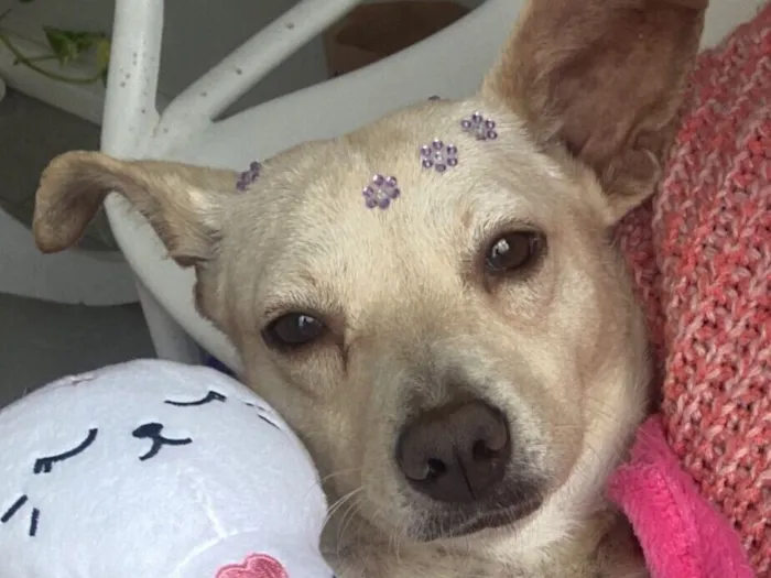 Cachorro raça SRD-ViraLata idade 2 anos nome Lindinha 