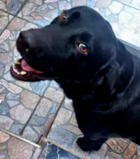 Cachorro raça Labrador idade 4 anos nome Príncipe 