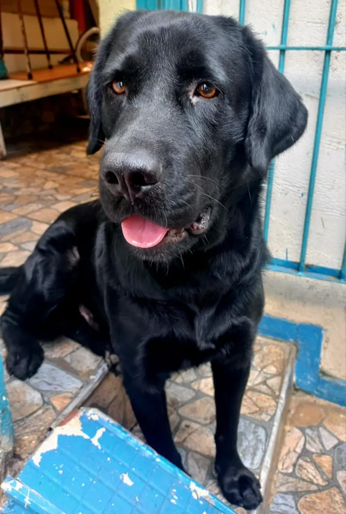Cachorro raça Labrador idade 4 anos nome Príncipe 