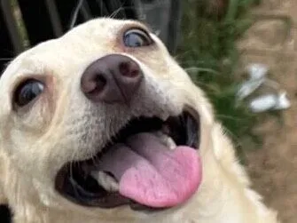 Cachorro raça SRD-ViraLata idade 2 anos nome Lindinha 