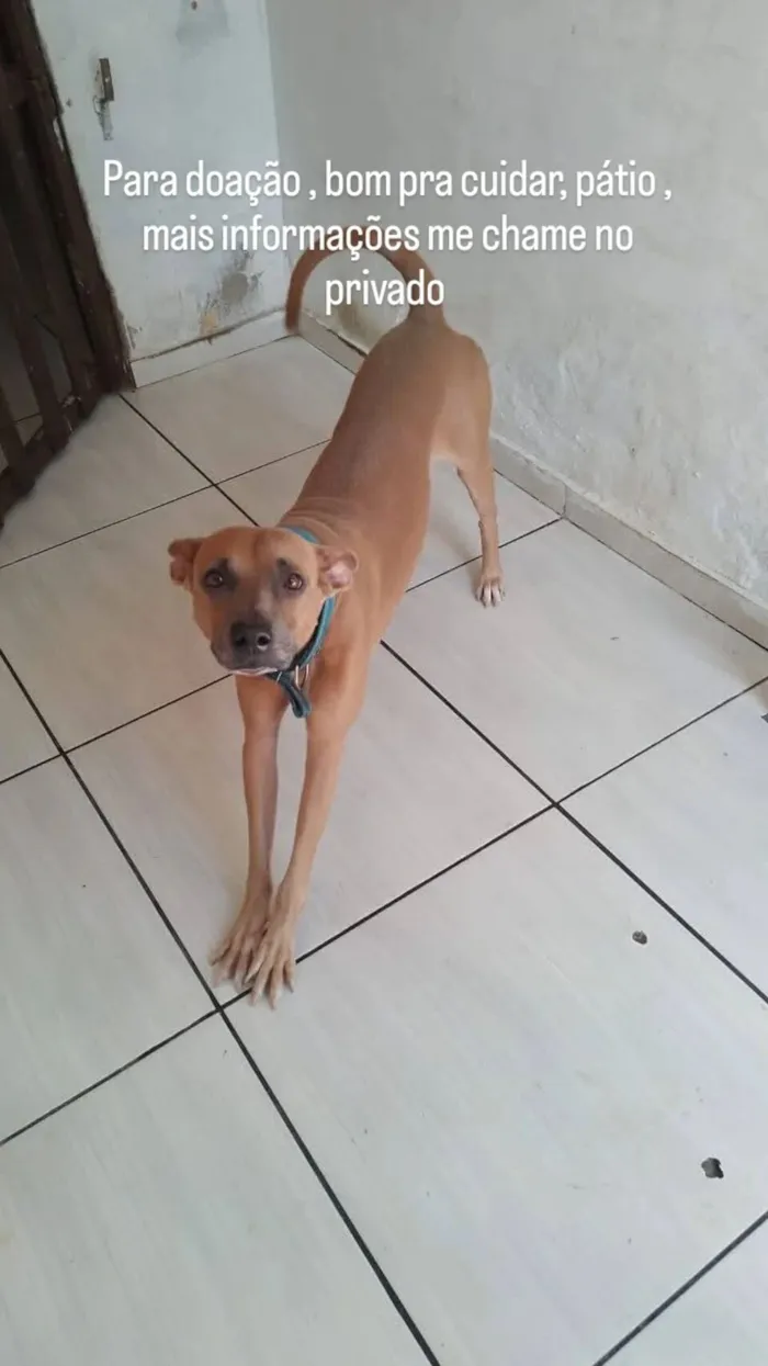 Cachorro raça Sem raça  idade 6 ou mais anos nome Thor