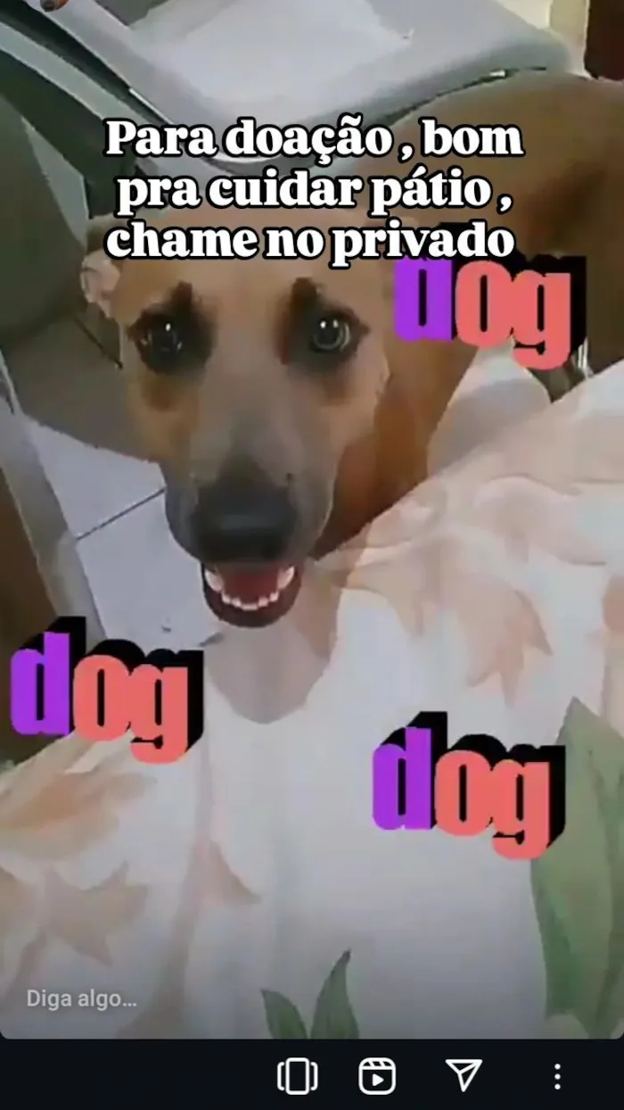 Cachorro raça Sem raça  idade 6 ou mais anos nome Thor