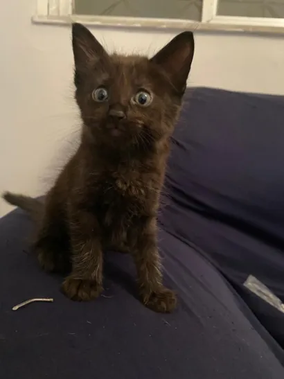 Gato raça SRD-ViraLata idade Abaixo de 2 meses nome Pitongo