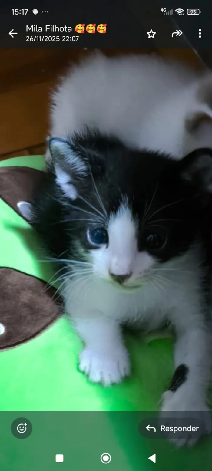 Gato raça SRD-ViraLata idade 2 a 6 meses nome Frajola