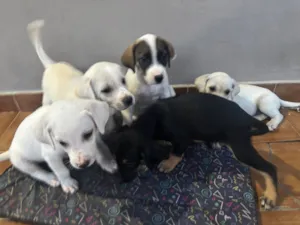 Cachorro raça SRD-ViraLata idade 2 a 6 meses nome S/nome