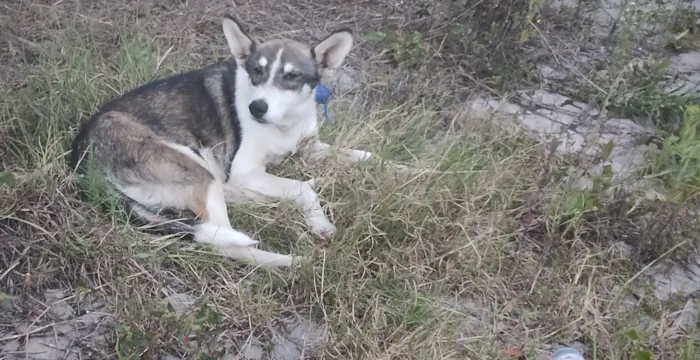 Cachorro raça SRD-ViraLata idade 1 ano nome Cachorro perdido