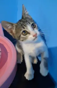 Gato raça SRD-ViraLata idade 2 a 6 meses nome Belinha 