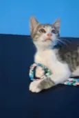 Gato raça SRD-ViraLata idade 2 a 6 meses nome Belinha 