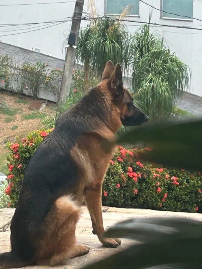 Cachorro raça Pastor Alemão idade 3 anos nome Luck