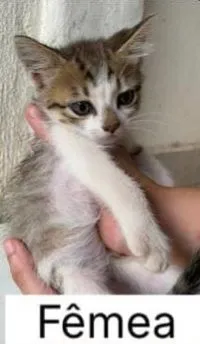 Gato raça SRD-ViraLata idade 2 a 6 meses nome Mel 