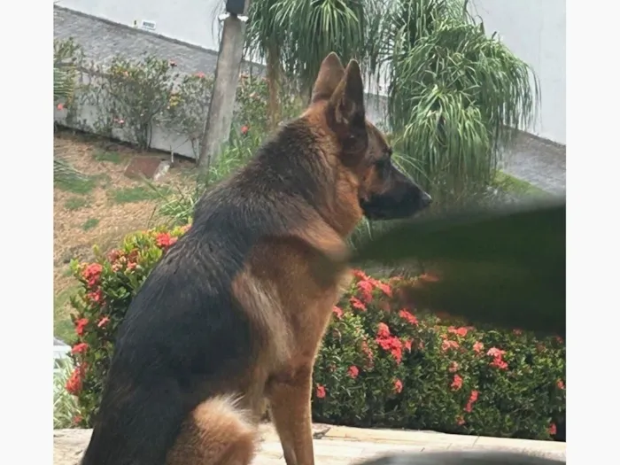 Cachorro raça Pastor Alemão idade 3 anos nome Luck