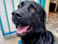 Cachorro raça Labrador idade 4 anos nome Príncipe 