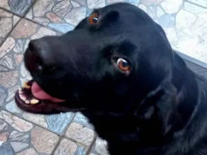 Cachorro raça Labrador idade 4 anos nome Príncipe 