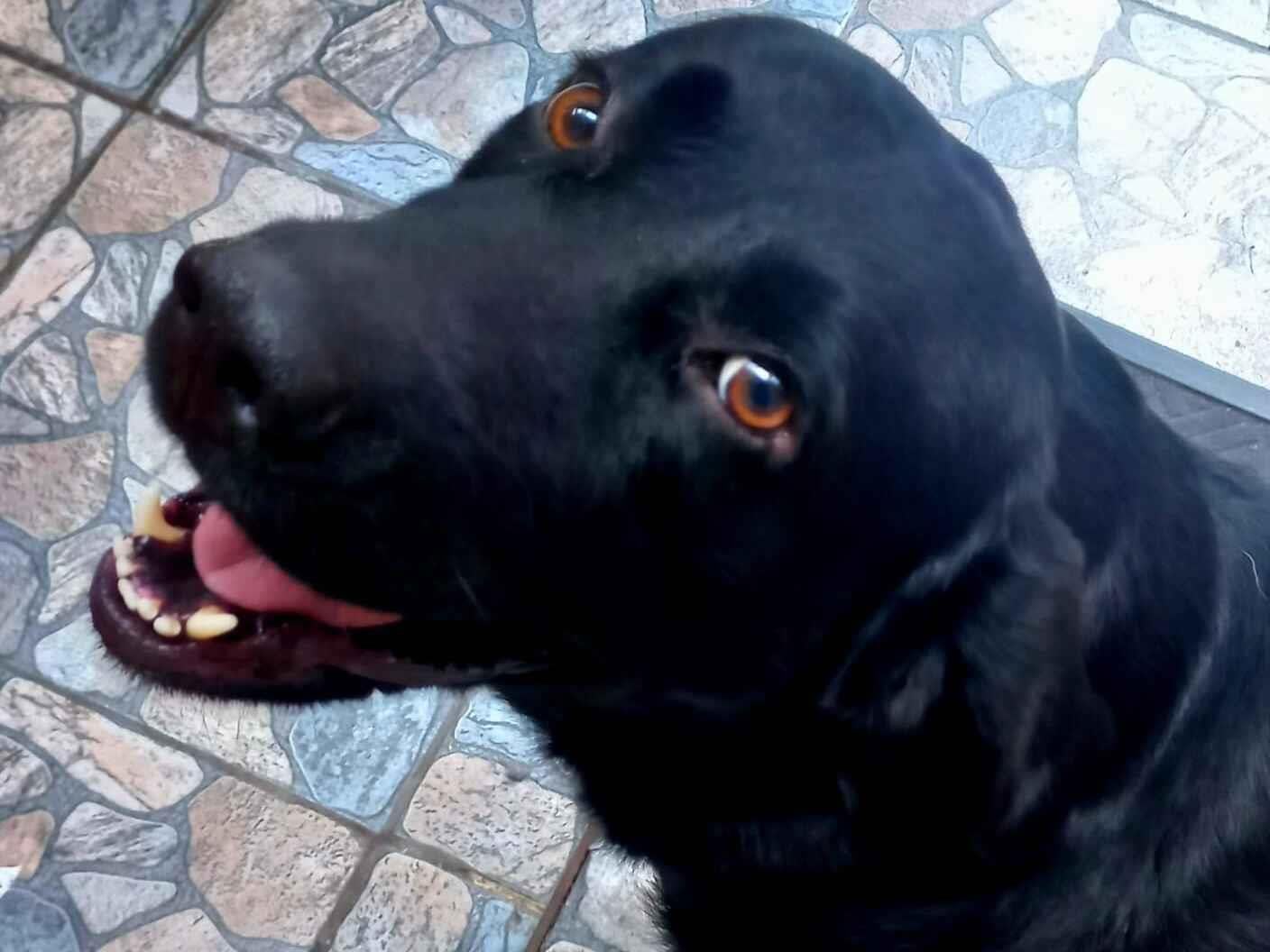 Cachorro raça Labrador idade 4 anos nome Príncipe 