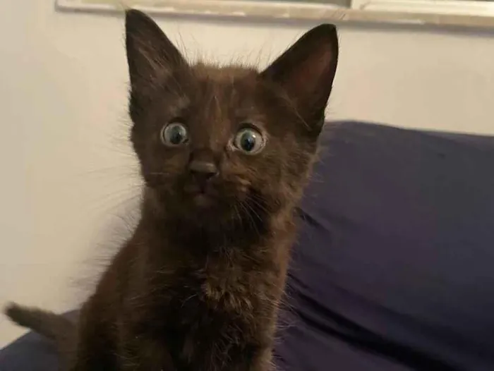 Gato raça SRD-ViraLata idade Abaixo de 2 meses nome Pitongo