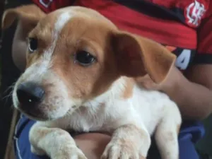 Cachorro raça SRD-ViraLata idade 2 a 6 meses nome Spike