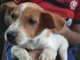 Cachorro raça SRD-ViraLata idade 2 a 6 meses nome Spike