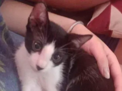 Gato raça SRD-ViraLata idade 2 a 6 meses nome Frajola