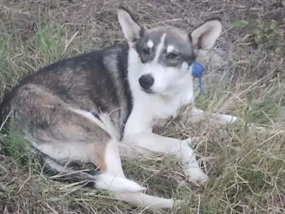 Cachorro raça SRD-ViraLata idade 1 ano nome Cachorro perdido
