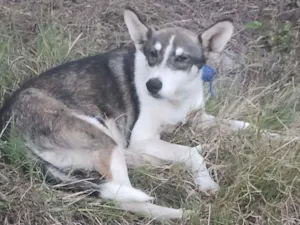 Cachorro raça SRD-ViraLata idade 1 ano nome Cachorro perdido