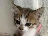 Gato raça SRD-ViraLata idade 2 a 6 meses nome Mel 