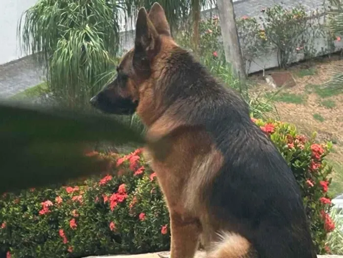 Cachorro raça Pastor Alemão idade 3 anos nome Luck