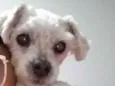 Cachorro raça Poodle idade 6 ou mais anos nome Tiulinho