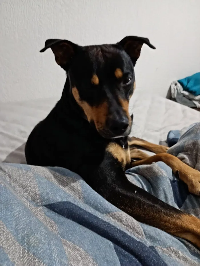 Cachorro raça SRD-ViraLata idade 7 a 11 meses nome Negon