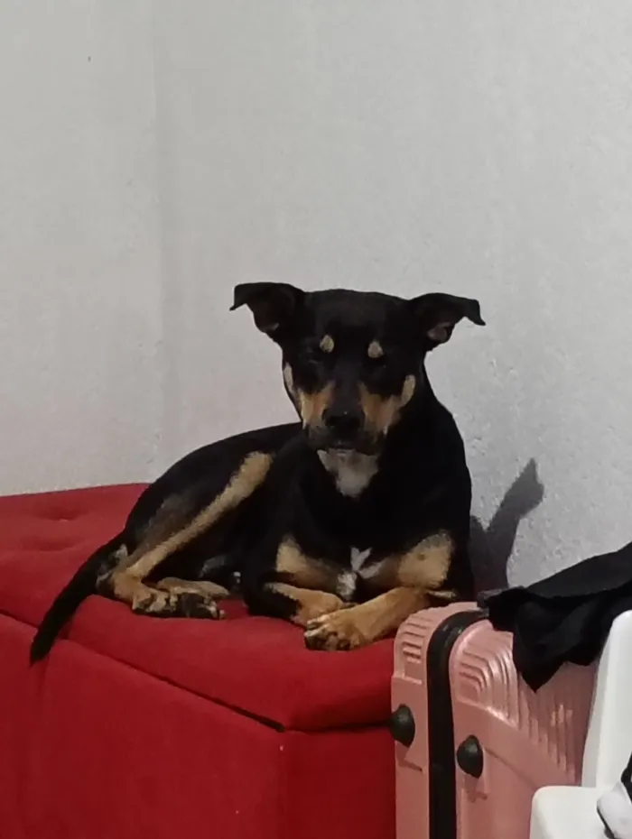 Cachorro raça SRD-ViraLata idade 7 a 11 meses nome Negon