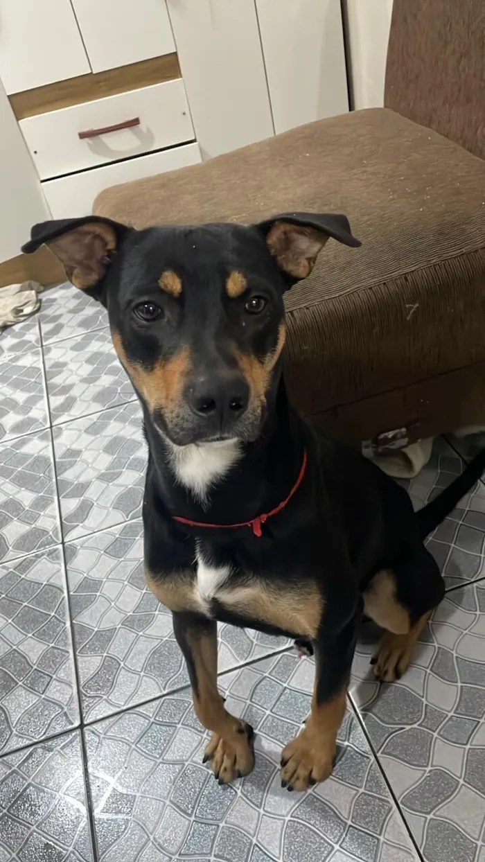 Cachorro raça SRD-ViraLata idade 7 a 11 meses nome Negon