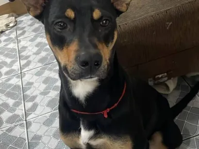 Cachorro raça SRD-ViraLata idade 7 a 11 meses nome Negon
