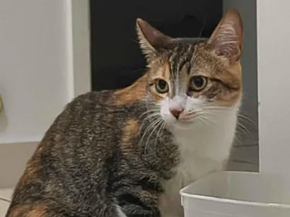 Gato raça SRD-ViraLata idade 2 anos nome LEIA