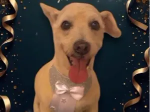 Cachorro raça SRD-ViraLata idade 6 ou mais anos nome Zec