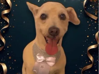 Cachorro raça SRD-ViraLata idade 6 ou mais anos nome Zec