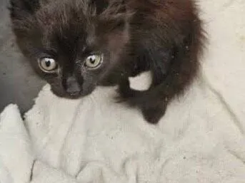 Gato raça SRD-ViraLata idade Abaixo de 2 meses nome Não definido macho 