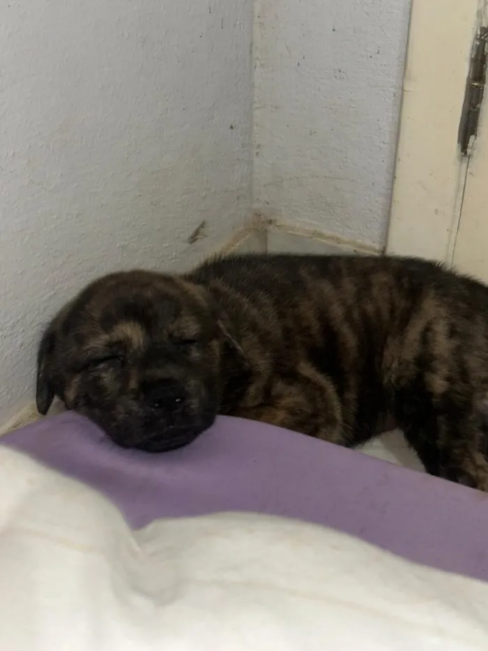 Cachorro raça SRD-ViraLata idade 2 a 6 meses nome GOIABA
