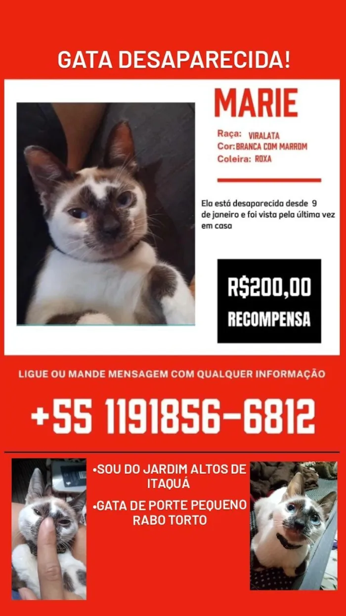 Gato raça SRD-ViraLata idade 1 ano nome Marie