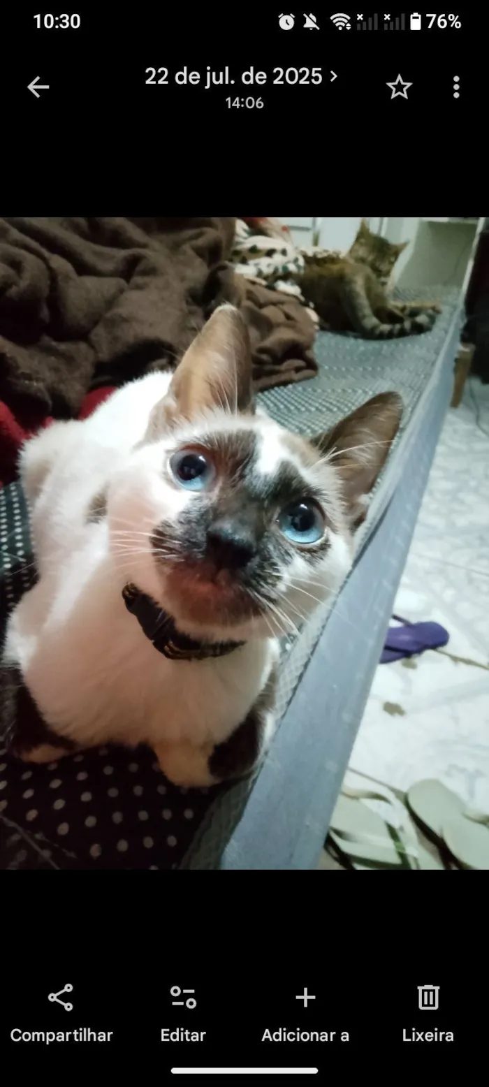 Gato raça SRD-ViraLata idade 1 ano nome Marie