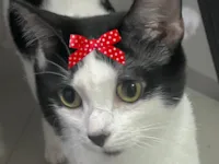 Gato raça SRD-ViraLata idade 1 ano nome Samantha 