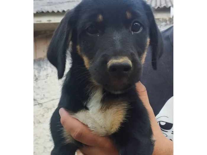 Cachorro raça SRD-ViraLata idade 2 a 6 meses nome Lobinha
